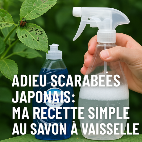 Dites adieu aux scarabées japonais… avec du savon à vaisselle!