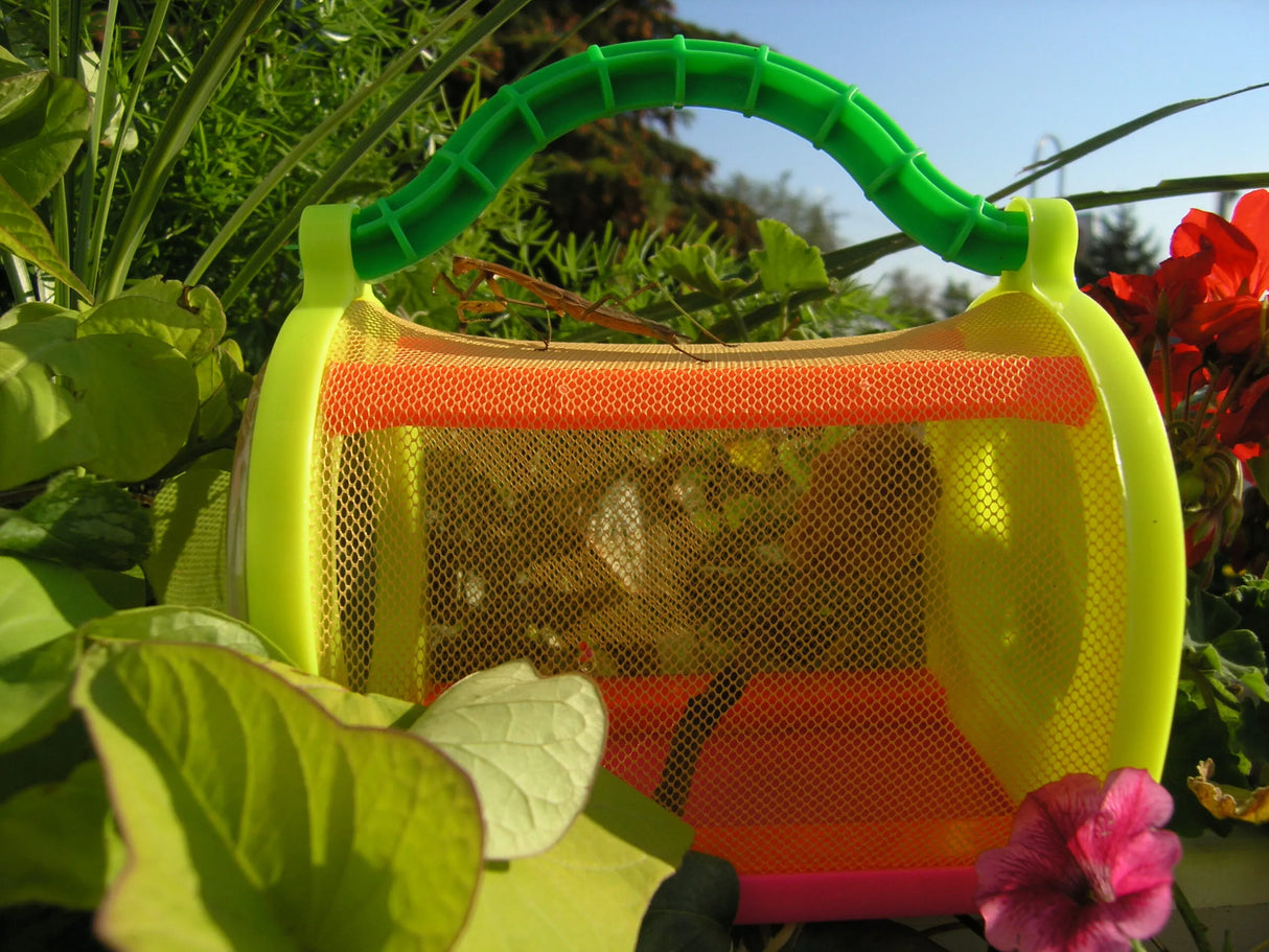 Mante Religieuse (Tenodera sinensis) | Cocon