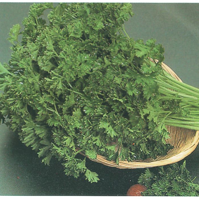 Semences persil frisé Moss Curled décoratif Québec - Graines persil garnir zone 4b