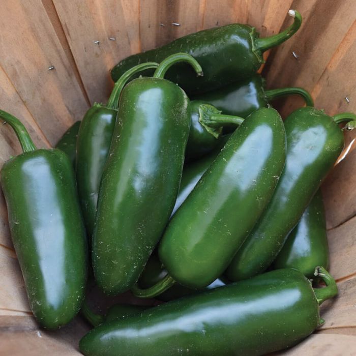 Graines piment jalapeño mexicain moyen Québec - Semences jalapeño classique zone 4b