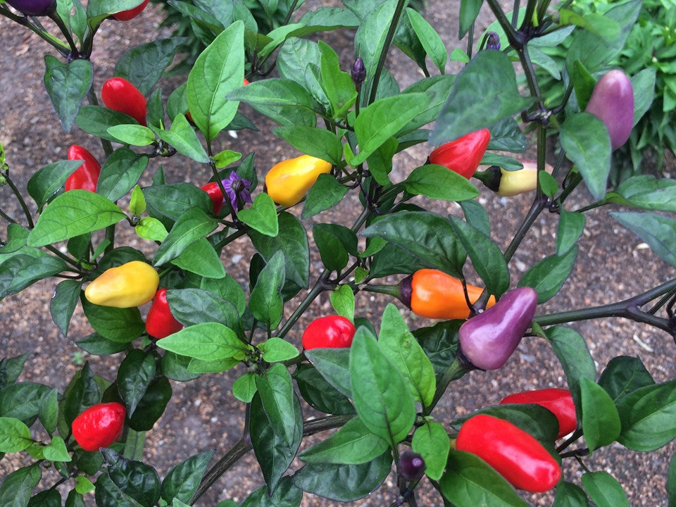 Semences piment Chinese 5 Colors multicolore mûres Québec - Graines piment ornemental zone 4b