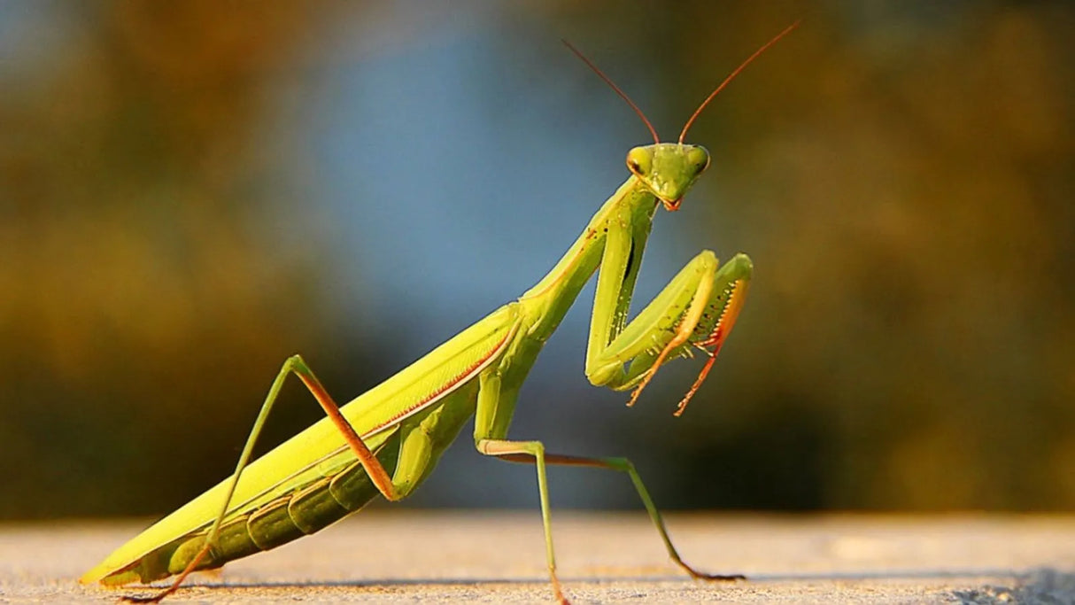 Mante Religieuse (Tenodera sinensis) | Cocon