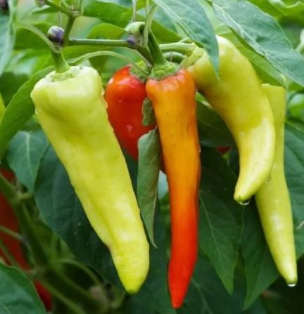 Semences piment banane doux jaune Québec - Graines piment marinade zone 4b