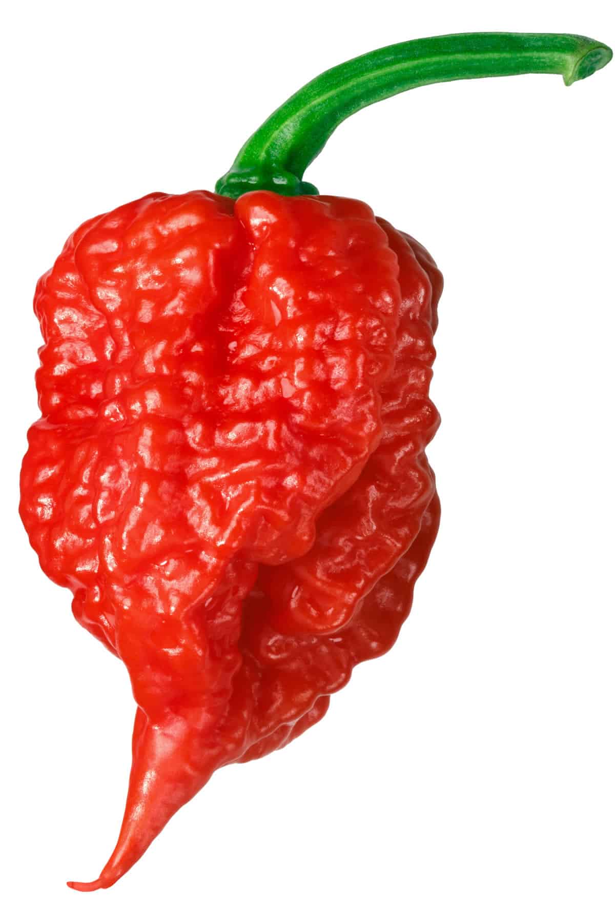 Graines piment Carolina Reaper plus mûre fort monde Québec - Semences reaper record zone 4b