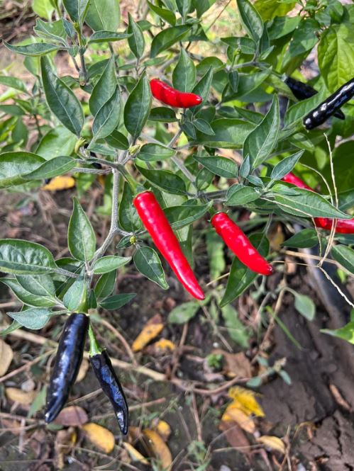 Semences piment Black Cobra noir mûre ornemental Québec - Graines piment décoratif zone 4b
