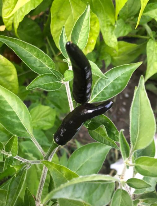 Semences piment Black Cobra noir ornemental Québec - Graines piment décoratif zone 4b