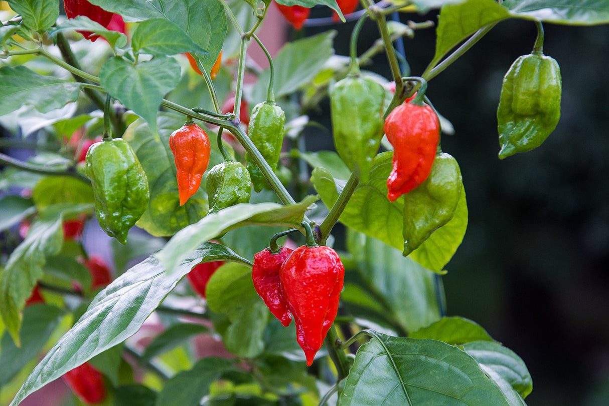 Graines piment Ghost Bhut Jolokia mûre extrême Québec - Semences piment fantôme zone 4b