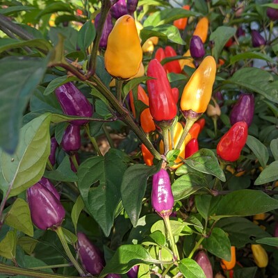 Semences piment Chinese 5 Colors multicolore Québec - Graines piment ornemental zone 4b