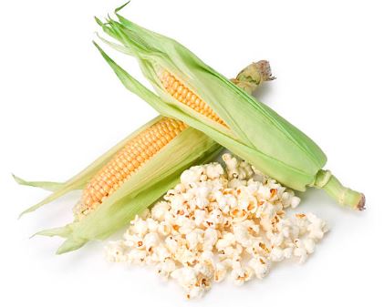 Maïs - Robust Pop-Corn (Semences)