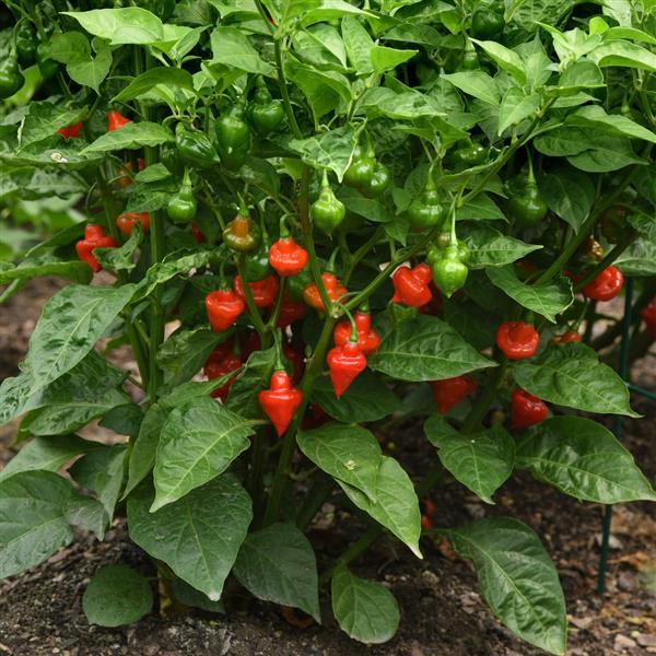 Semences piment Toupie Spinning Top unique Québec - Graines piment forme toupie zone 4b