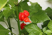 Graines piment Trinidad Scorpion super-fort Québec - Semences scorpion extrême zone 4b