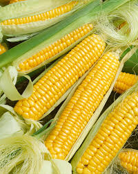 Semences maïs Golden Bantam héritage Québec - Graines maïs jaune patrimonial zone 4b
