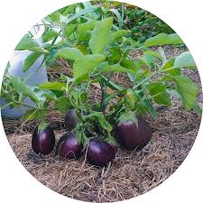 Aubergine - Morden Midget - Semences Québec | Les Semis de la Seigneurie