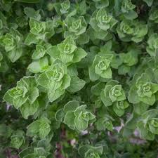 Oregano – Quebec Seeds | The Lordship Seedlings