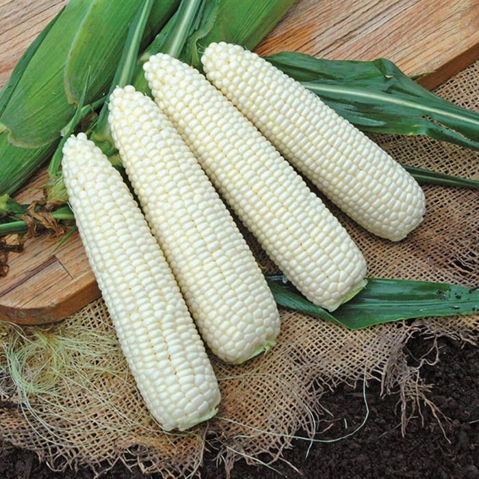 Maïs - Freedom (Semences)