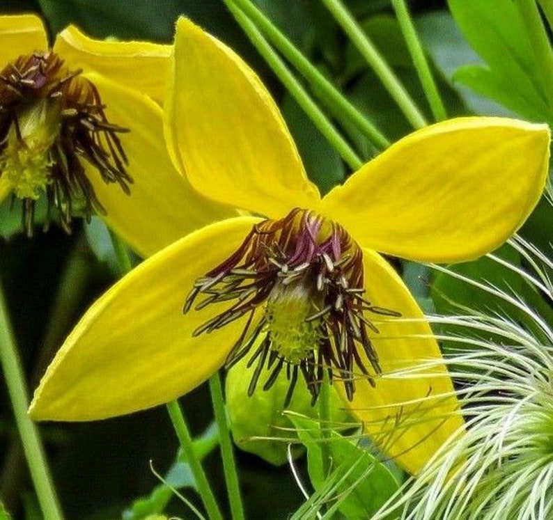 Clématite Jaune Tangutica - Semences Québec | Les Semis de la Seigneurie