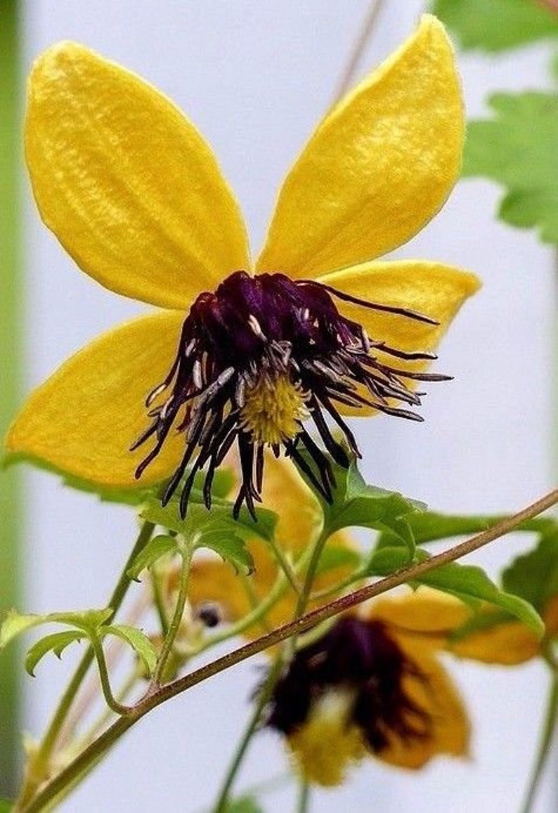 Clématite Jaune Tangutica - Semences Québec | Les Semis de la Seigneurie