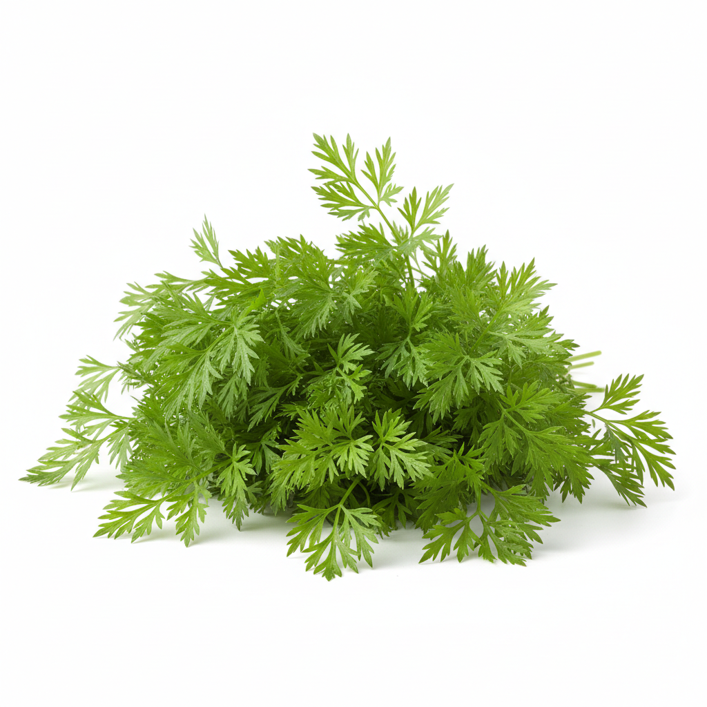 Cerfeuil - Semences Québec | Les Semis de la Seigneurie