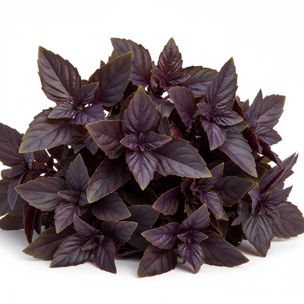 Basil - Purple