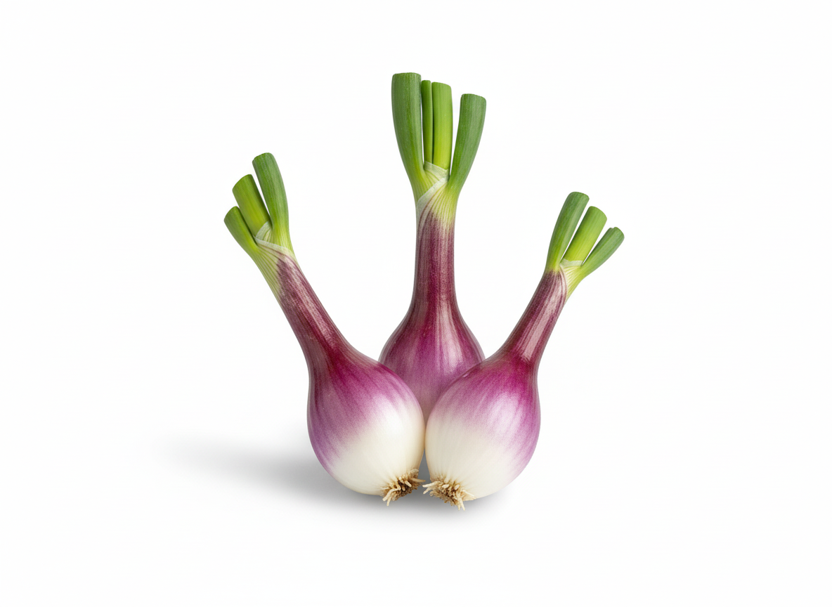 Oignon - Rossa Lunga di Firenze - Semences Québec | Les Semis de la Seigneurie