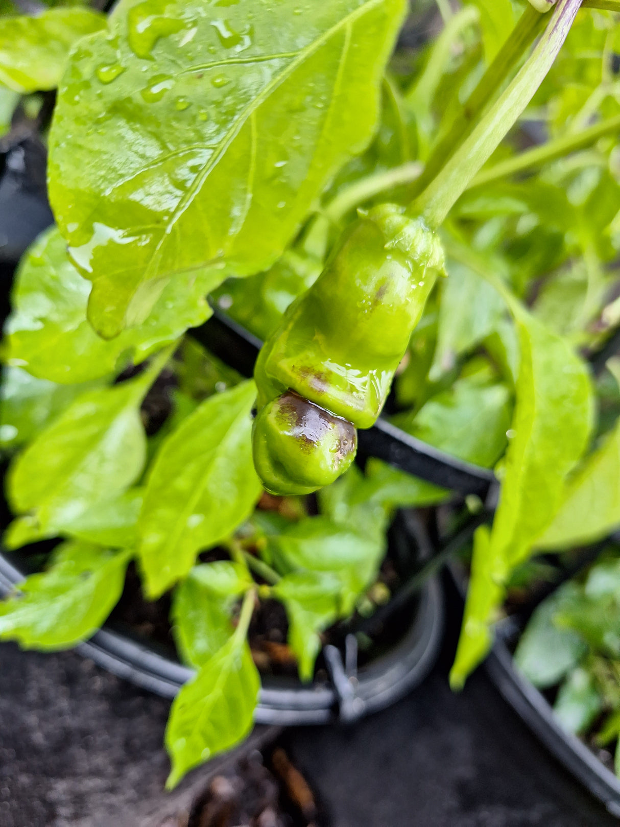 Semences piment pénis sur plant Québec - Graines piment forme originale zone 4b