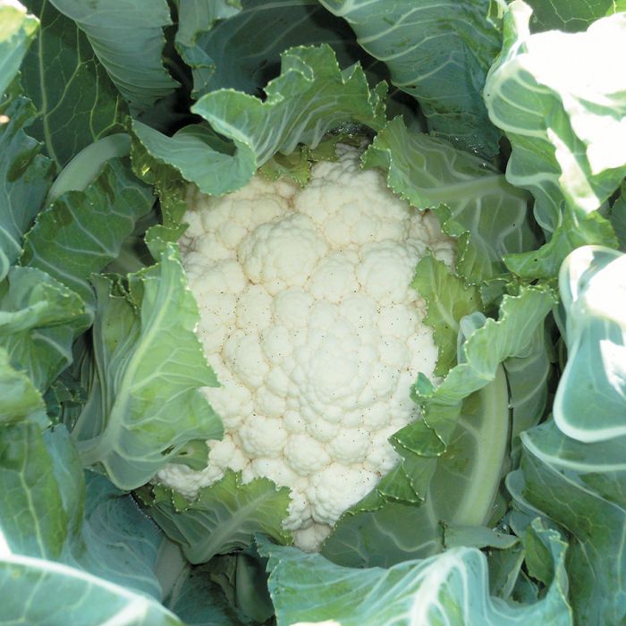 Cauliflower (Crate of 6)