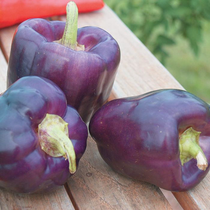 Sweet Pepper - Purple Star