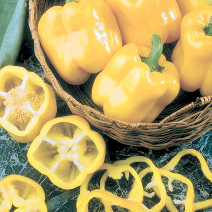 Semences poivron jaune Golden Calwonder Québec - Graines poivron doré zone 4b