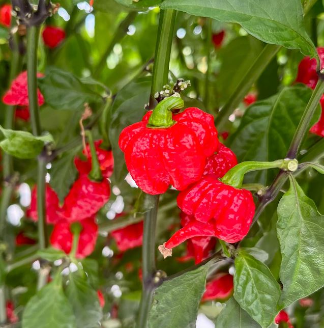 Pepper - Carolina Reaper