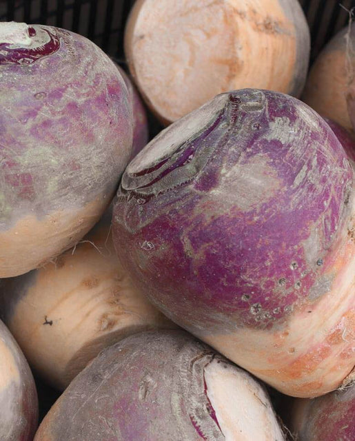 Rutabaga - Laurentien (Crate of 6)