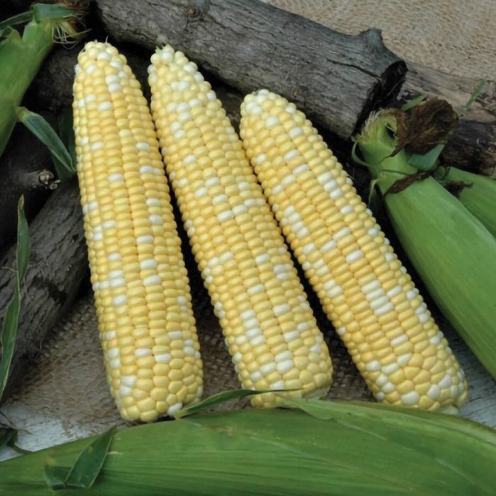 Graines maïs bicolore Who Get Kissed sucré Québec - Semences maïs jaune blanc zone 4b