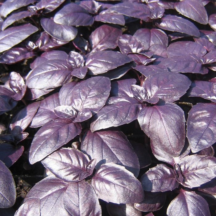 Basil - Purple