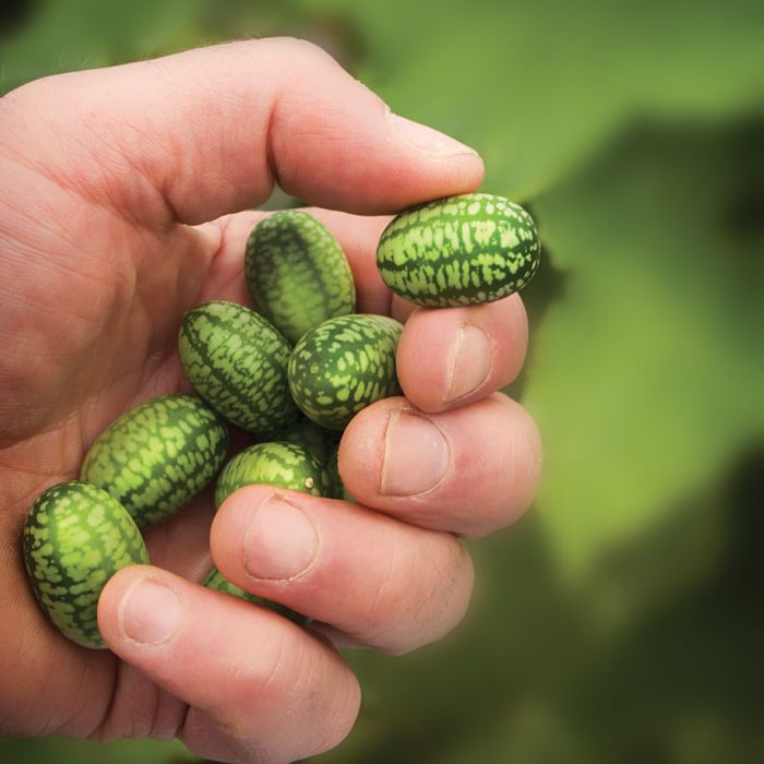 Semences de cucamelon concombre miniature mexicain Québec - Variété unique Les Semis de La Seigneurie