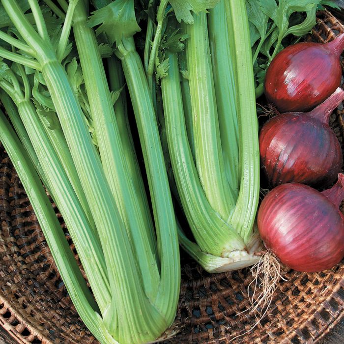 Semences céleri Utah croquant Québec - Graines céleri branche zone 4b