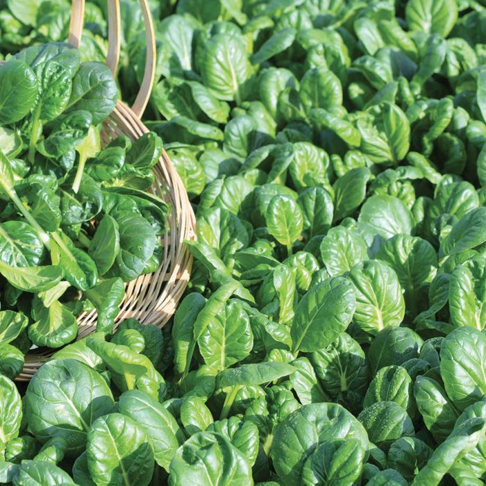 Tatsoi Oriental (Crate of 6)
