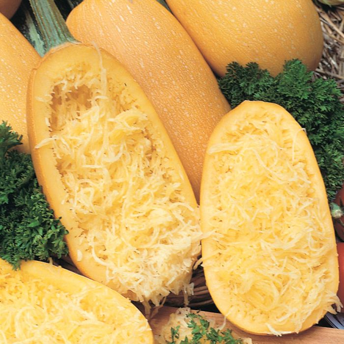 Graines courge spaghetti filaments Québec - Semences courge végétarienne zone 4b