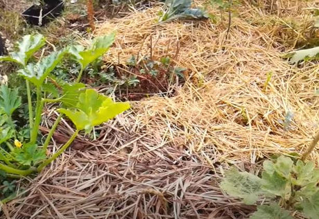 Mettre du paillis dans le jardin ?!?