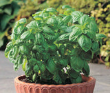 Basilic Dolce Fresca - Semences Québec | Les Semis de la Seigneurie