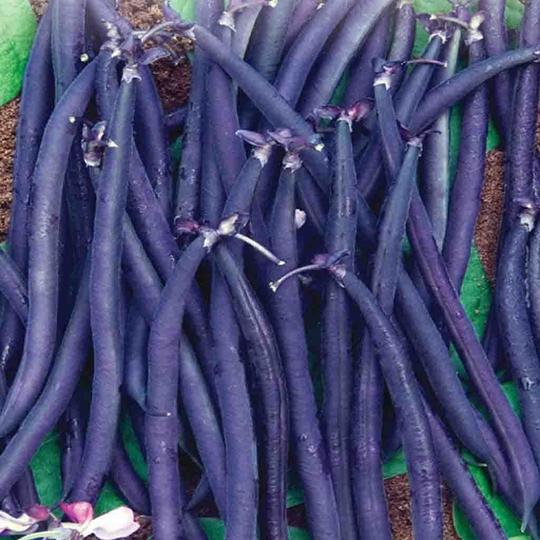 Haricot - Mauve (Royal Burgundy) (Semences)