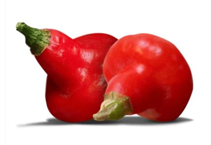 Piment Toupie Spinning Top - Semences Québec | Les Semis de la Seigneurie