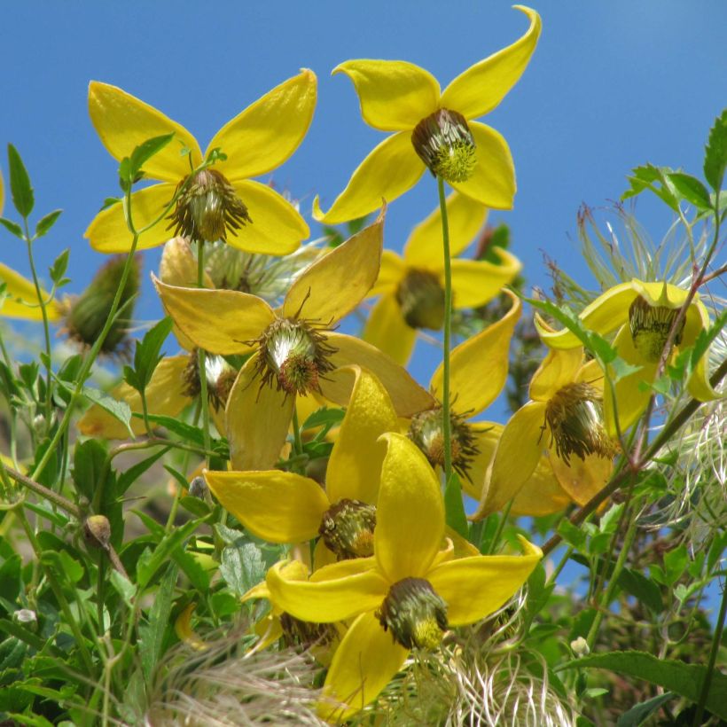 Clématite - Jaune (Tangutica) (Semences)