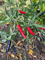 Piment - Black Cobra (Semences)