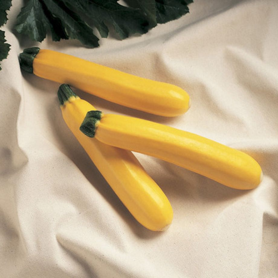Courgette - Jaune (Golden Delight) (Semences)