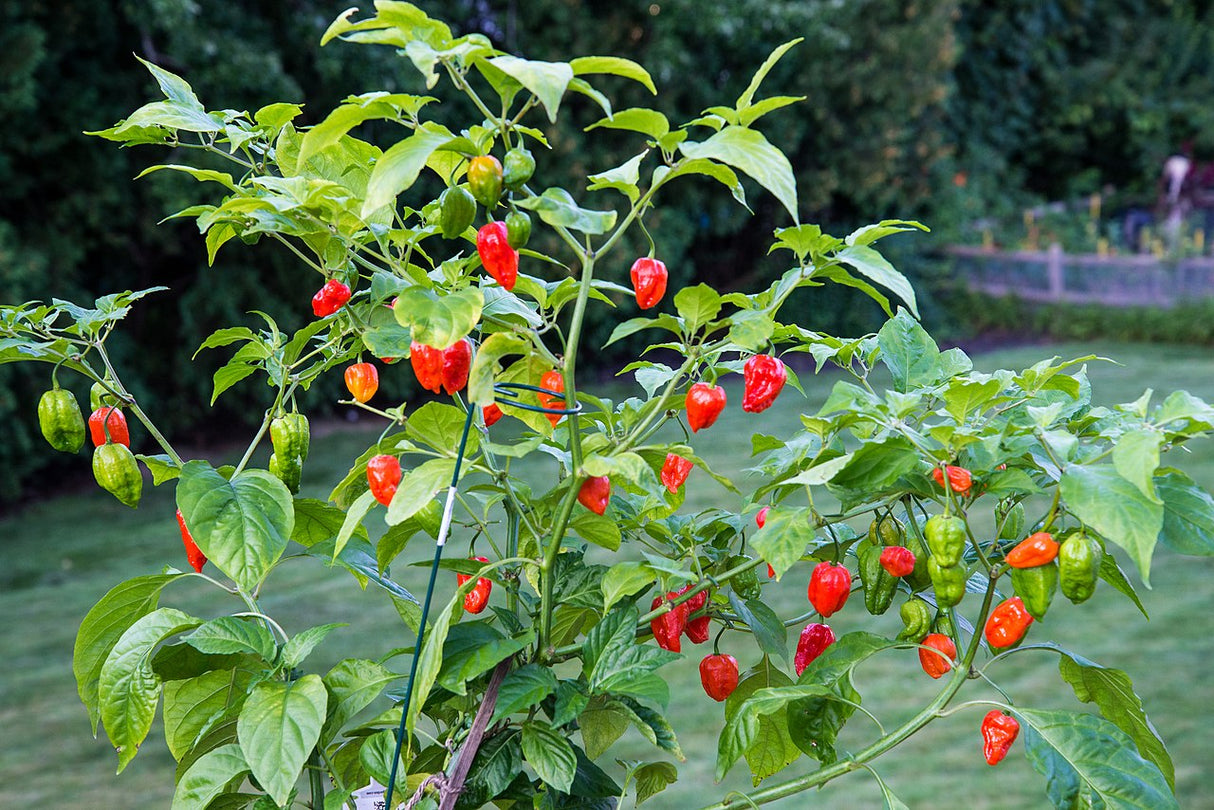 Piment - Ghost (Bhut Jolokia) (Semences)