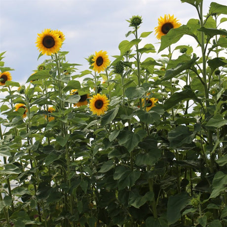 Tournesol Géant - Semences Québec | Les Semis de la Seigneurie
