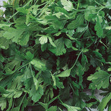Graines persil italien plat aromatique Québec - Semences persil frais zone 4b