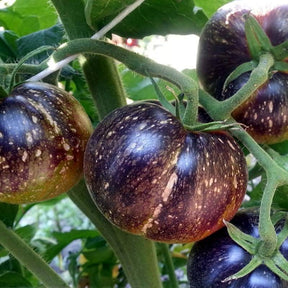 Semences tomate Galaxy bicolore jaune rouge Québec - Graines variété décorative zone 4b