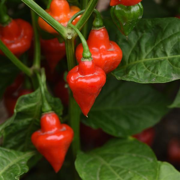 Piment - Toupie (Spinning Top)