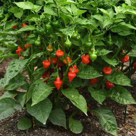 Piment - Toupie (Spinning Top) (Semences)