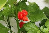Graines piment Trinidad Scorpion super-fort Québec - Semences scorpion extrême zone 4b